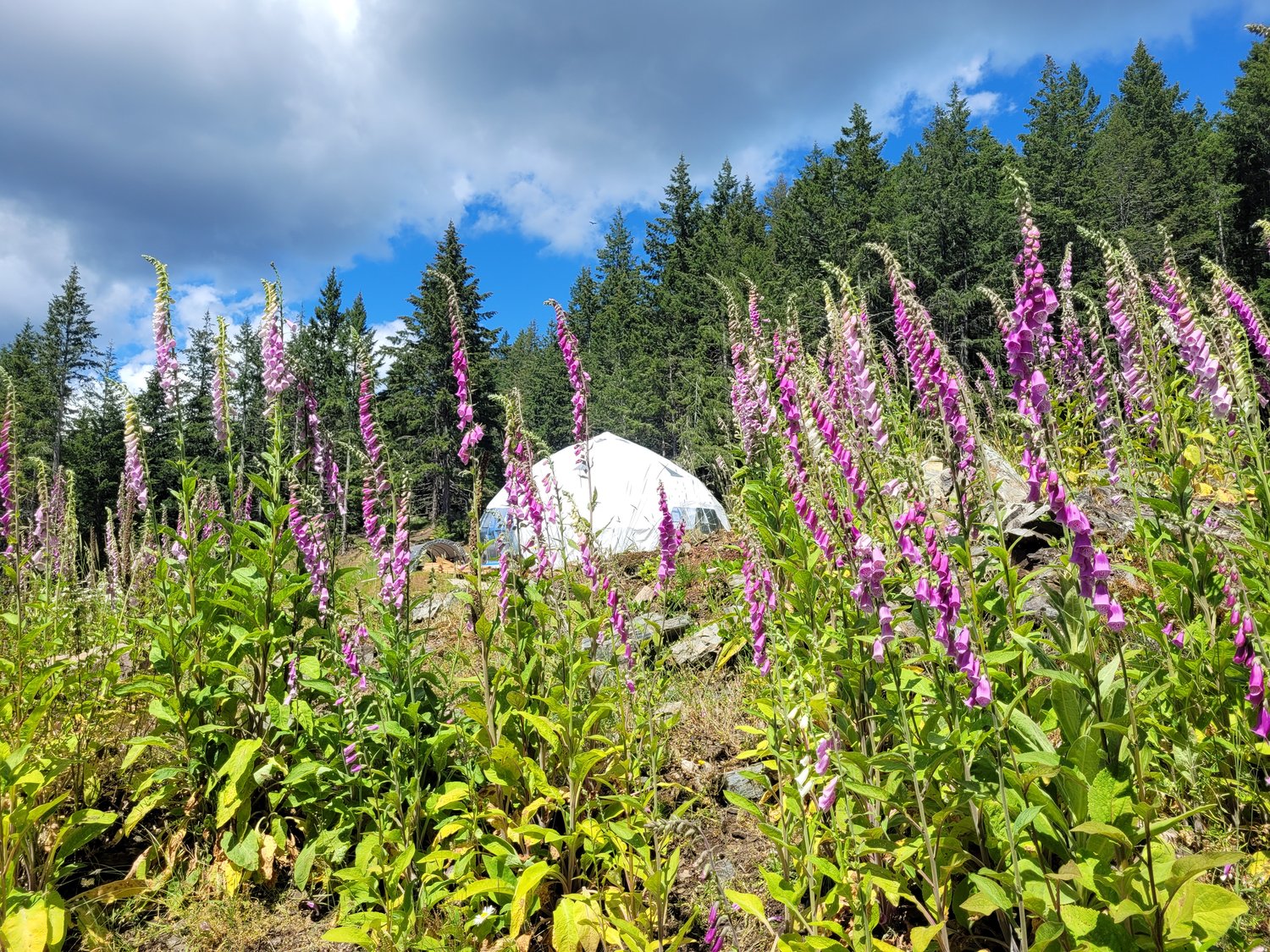 Rhizome Springs — 20220630 144146