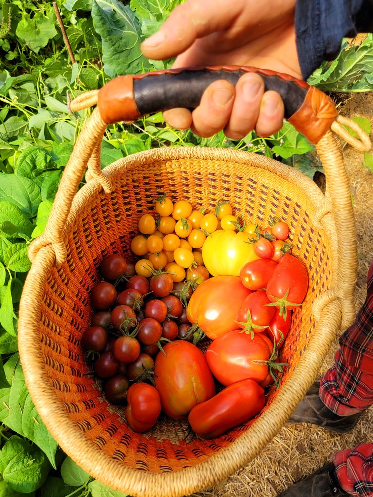 Rhizome Springs — 20220912 112549