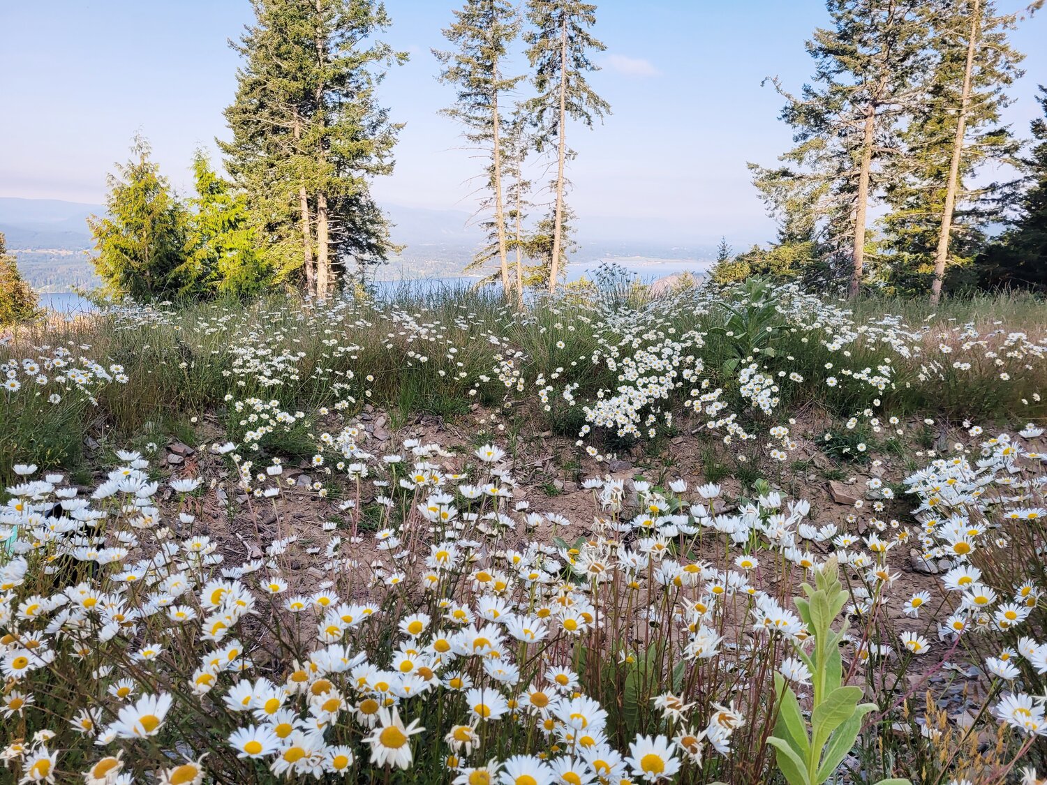 Rhizome Springs — Daisiesinjune 2023rz